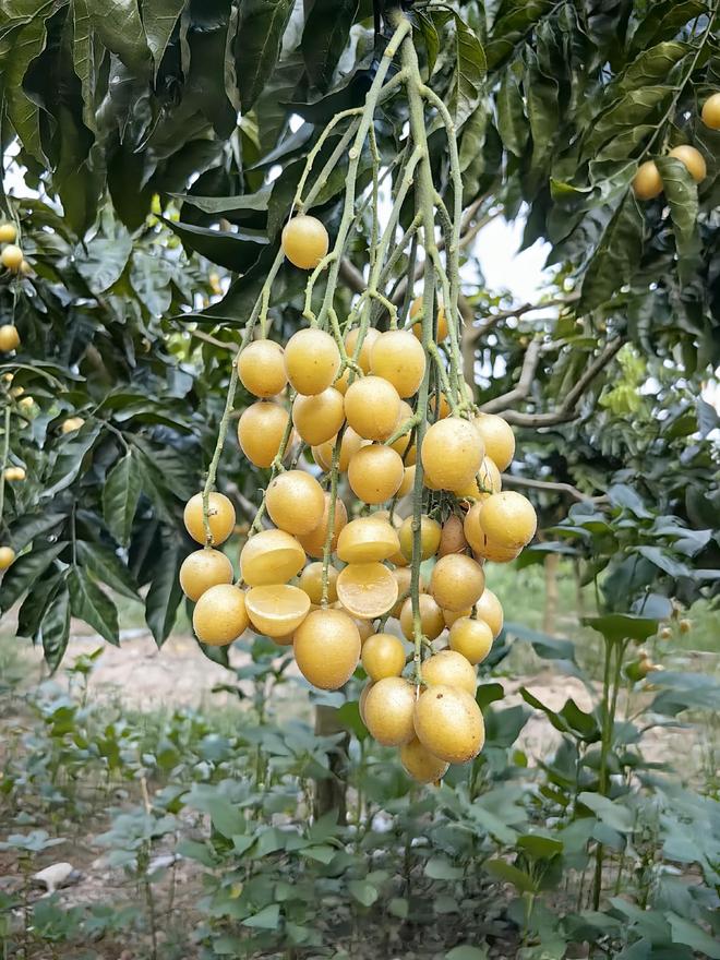 郁南县无核白糖黄皮新品种通过专家现场鉴定