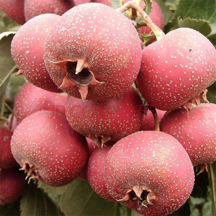 广东荔枝新品种“仙桃荔”上市 个头比鸡蛋还大