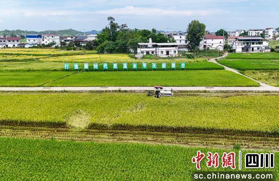 南充蓬安：稻飘香 粮满仓