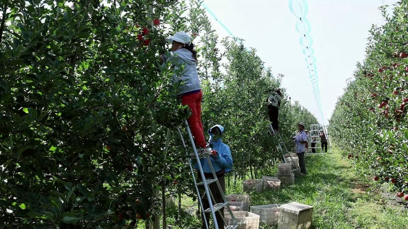 陕西黄陵：早熟苹果 “巴克艾” 丰产 亩产近万斤订单供不应求