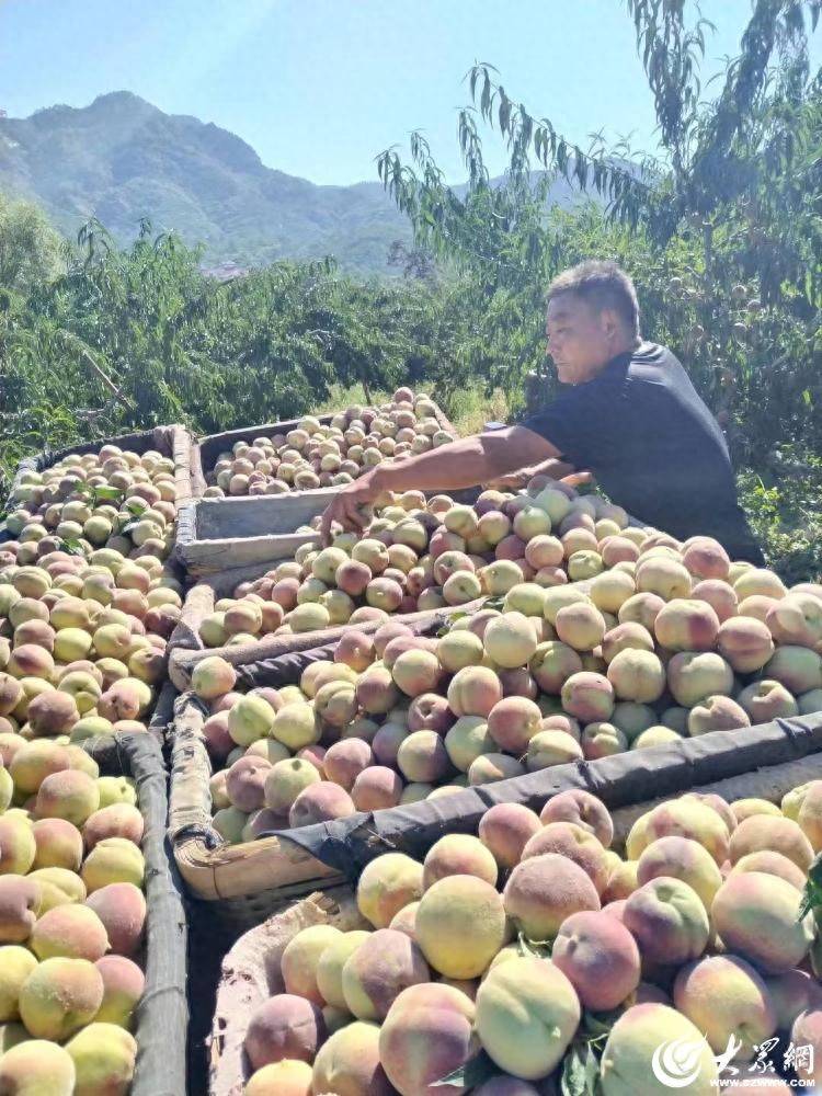 潍坊临朐：三品种接力甜 好政策助农增收