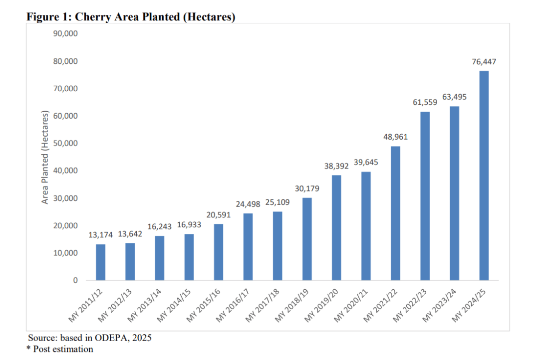智利车厘子：新产季产量将再创新高出口或达67万吨！